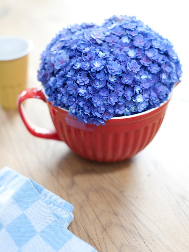 A cup of Hydrangea blooms on funnyhowflowersdothat.co.uk