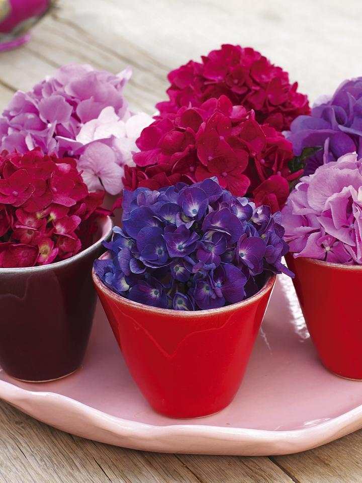 Cups of pink and purple Hydrangea blooms on funnyhowflowersdothat.co.uk