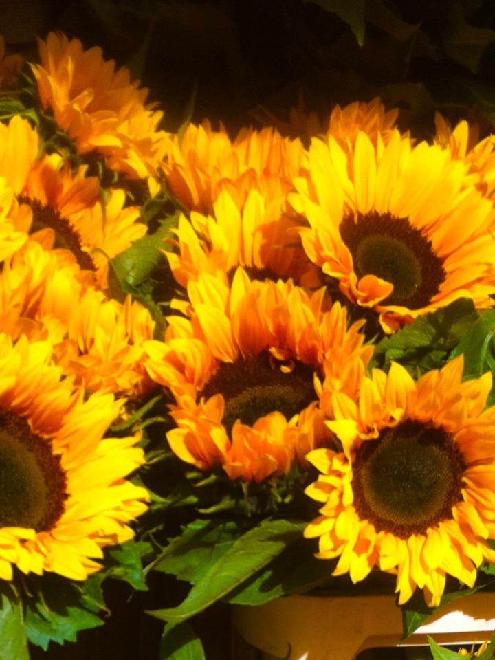 A collection of sunflowers