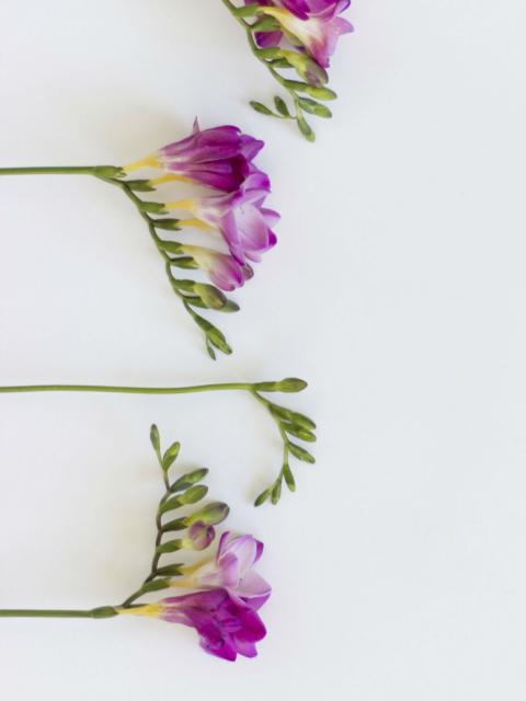 Freesia Roze Freesia Roze