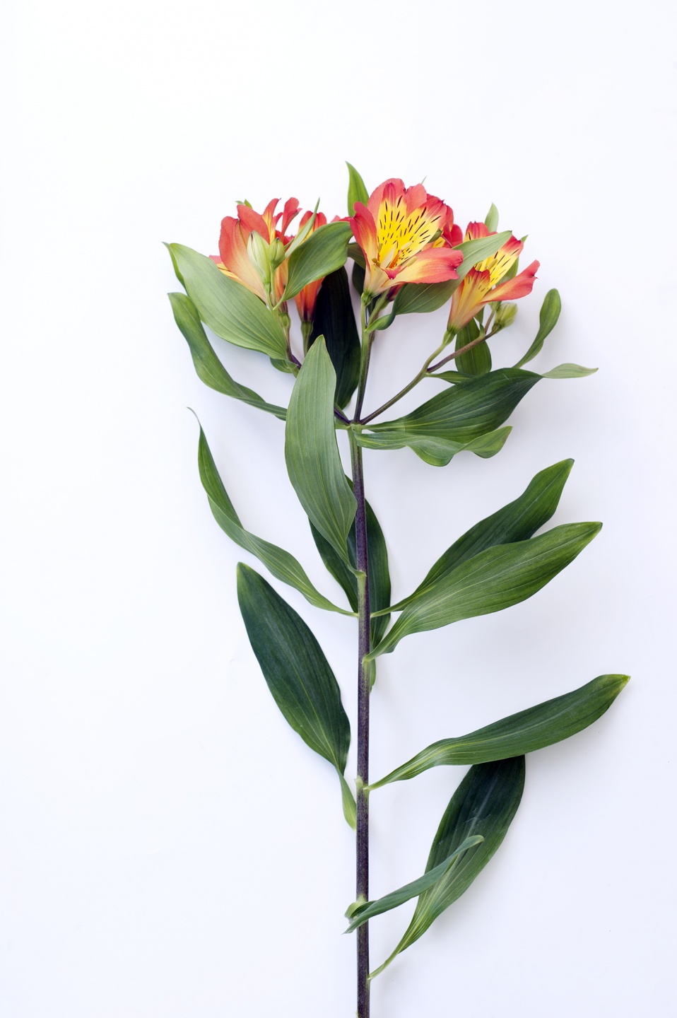 How the Alstroemeria got its name | Funny how flowers do that