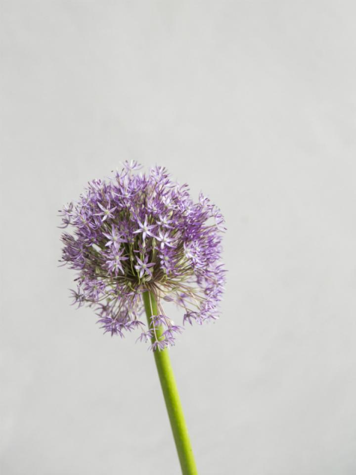 allium