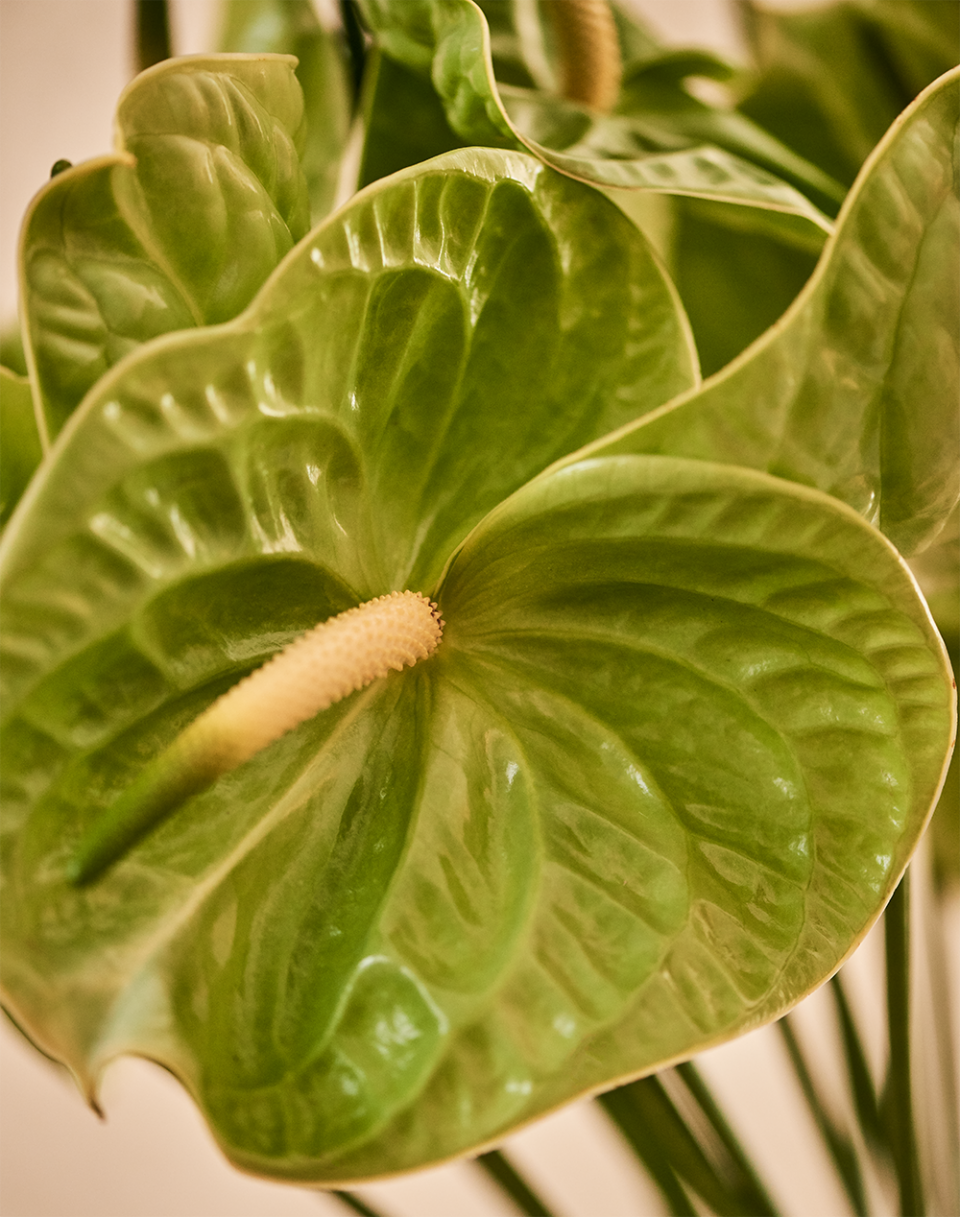 anthurium mooiwatbloemendoen