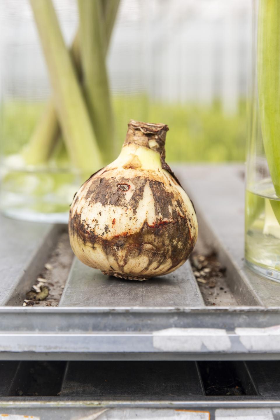 amaryllisbol | amaryllis opnieuw laten bloeien