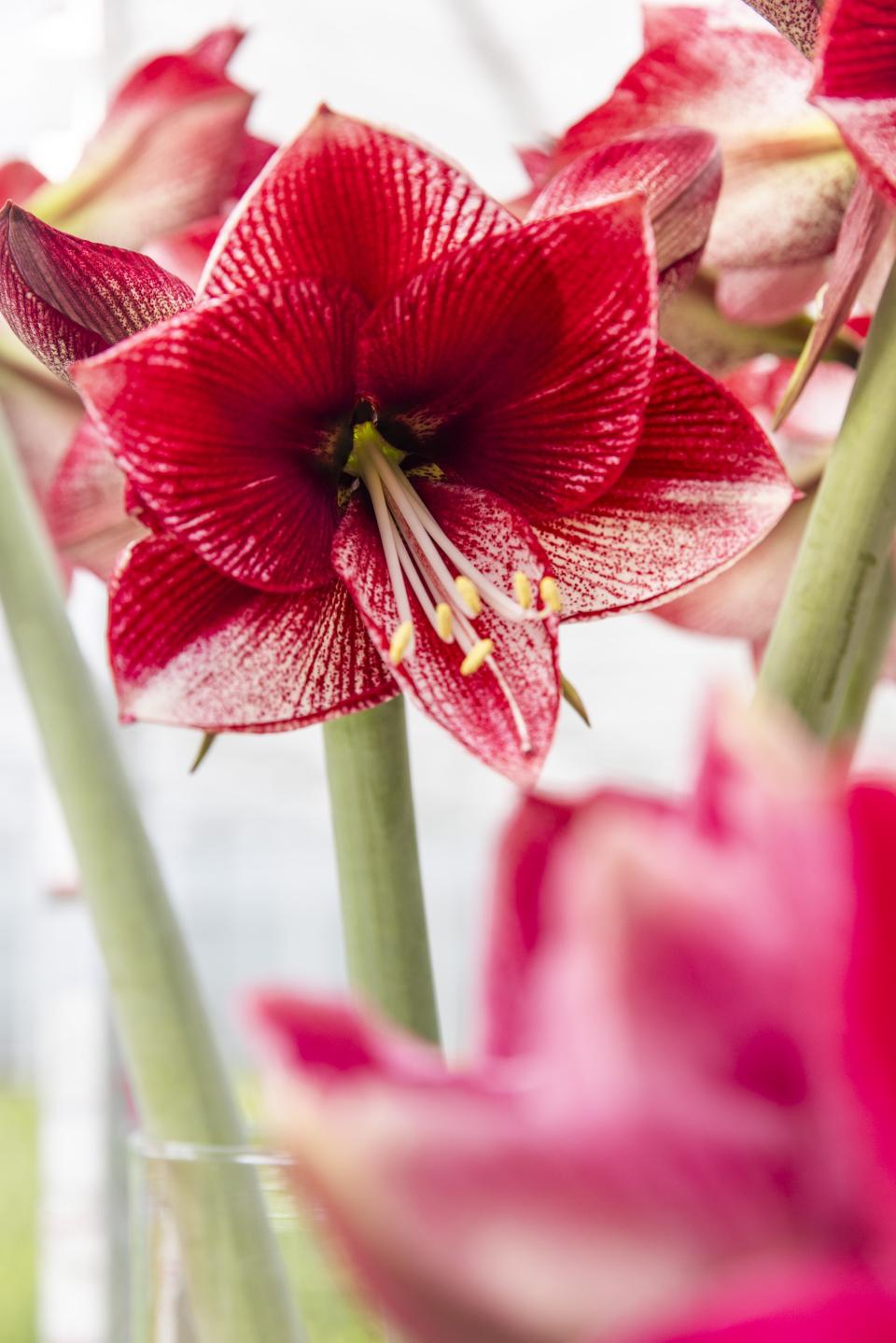 amaryllis | snijbloem amaryllis | kerstbloem