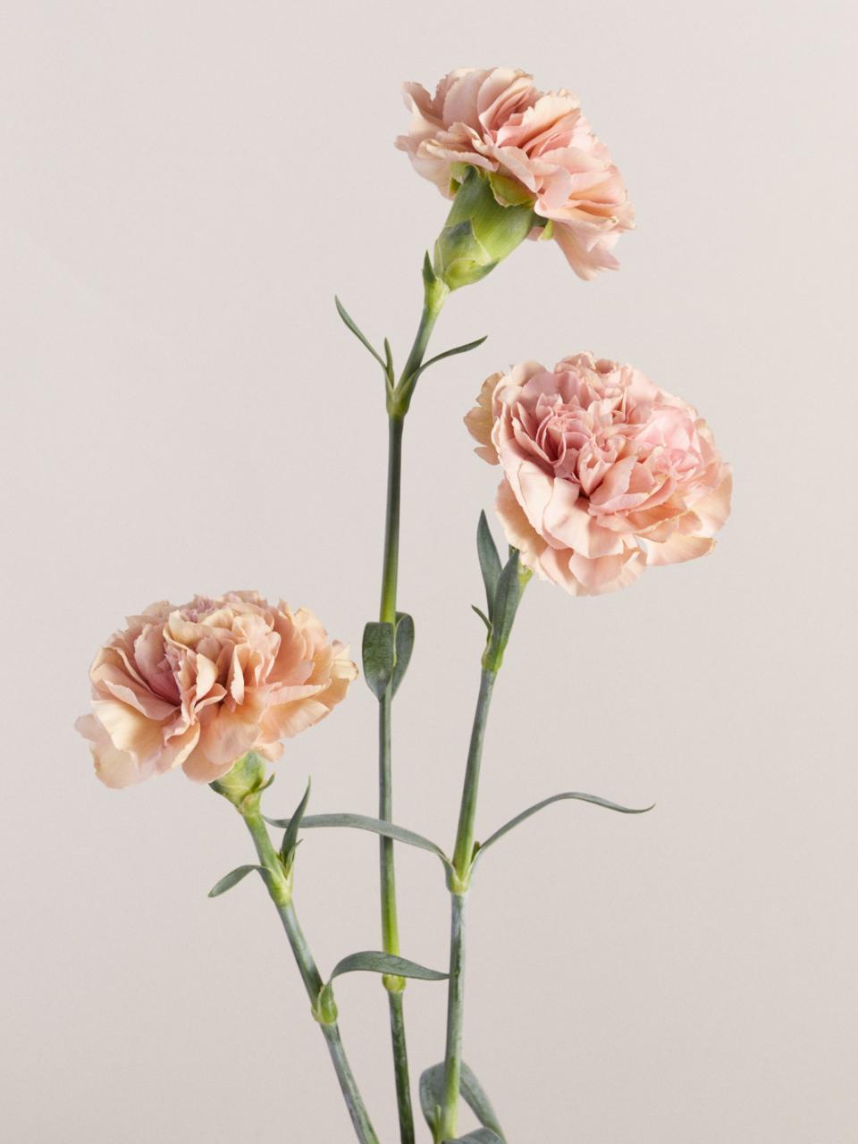 anjer | carnation | bloem vaderdag | symboliek anjer