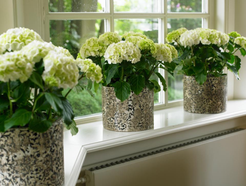 green hydrangea green hydrangea