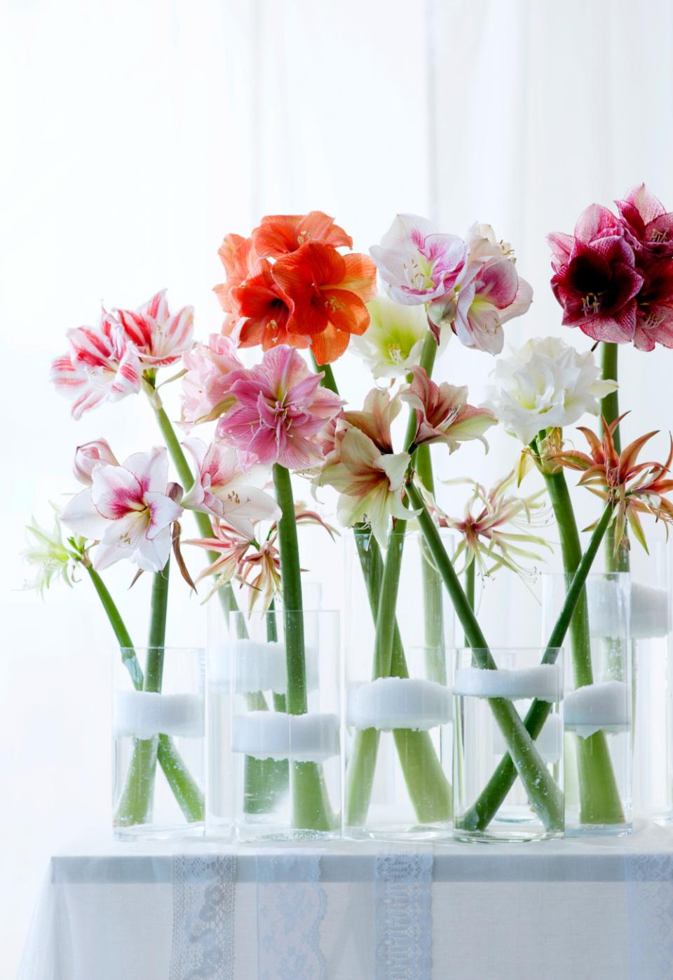 amaryllis amaryllis