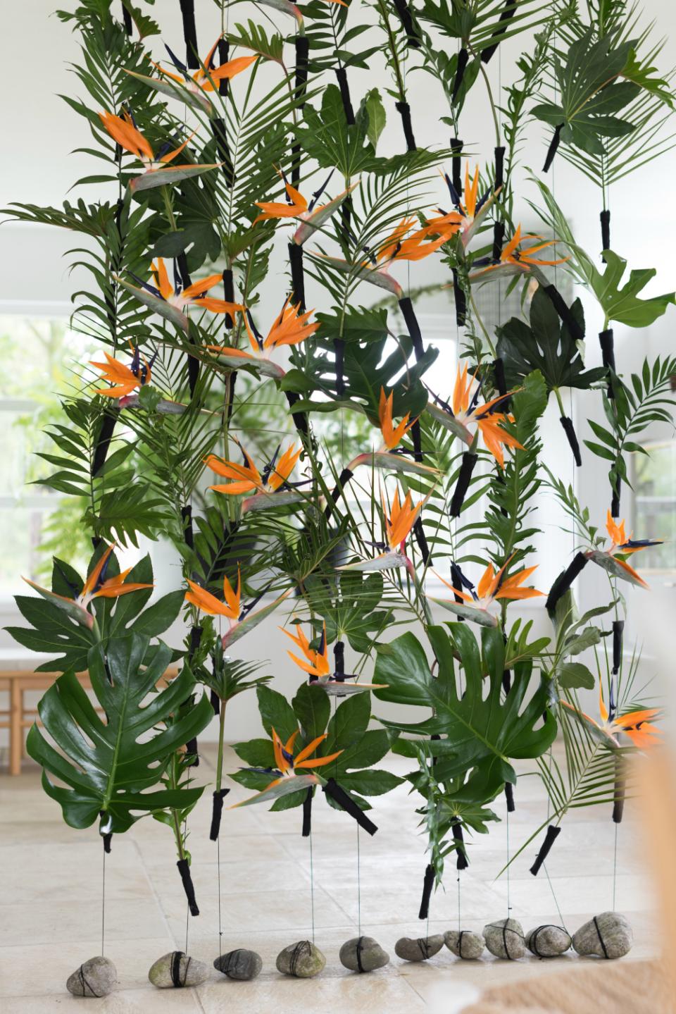 strelitzia strelitzia
