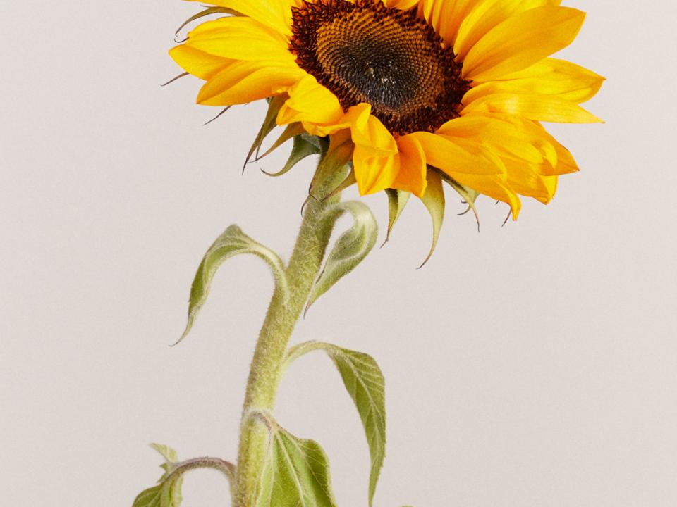 zonnebloem | helianthus | mooiwatbloemendoen