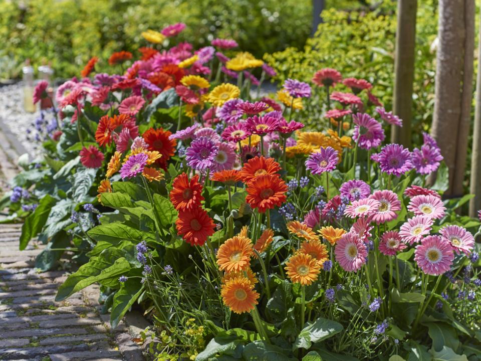 garvinea | gerbera garvinea tuinplant