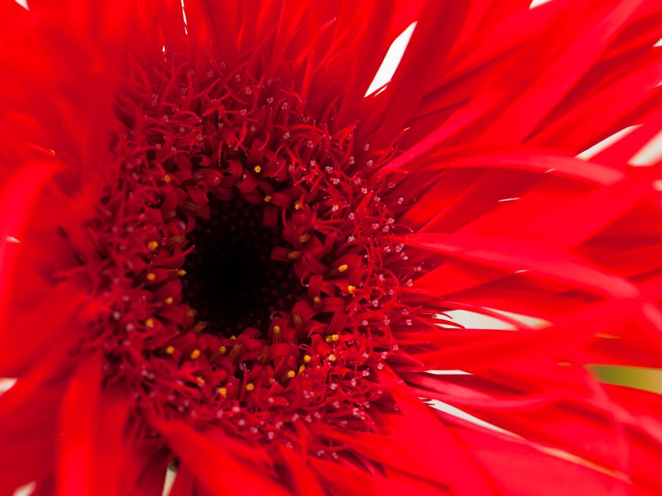 Mooiwatbloemendoen Gerbera