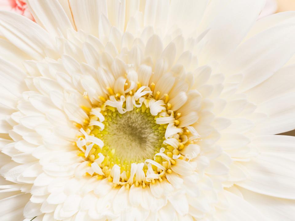 Mooiwatbloemendoen Gerbera