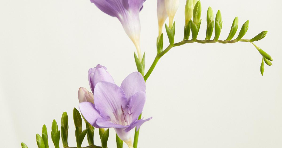 Freesia Funny How Flowers Do That