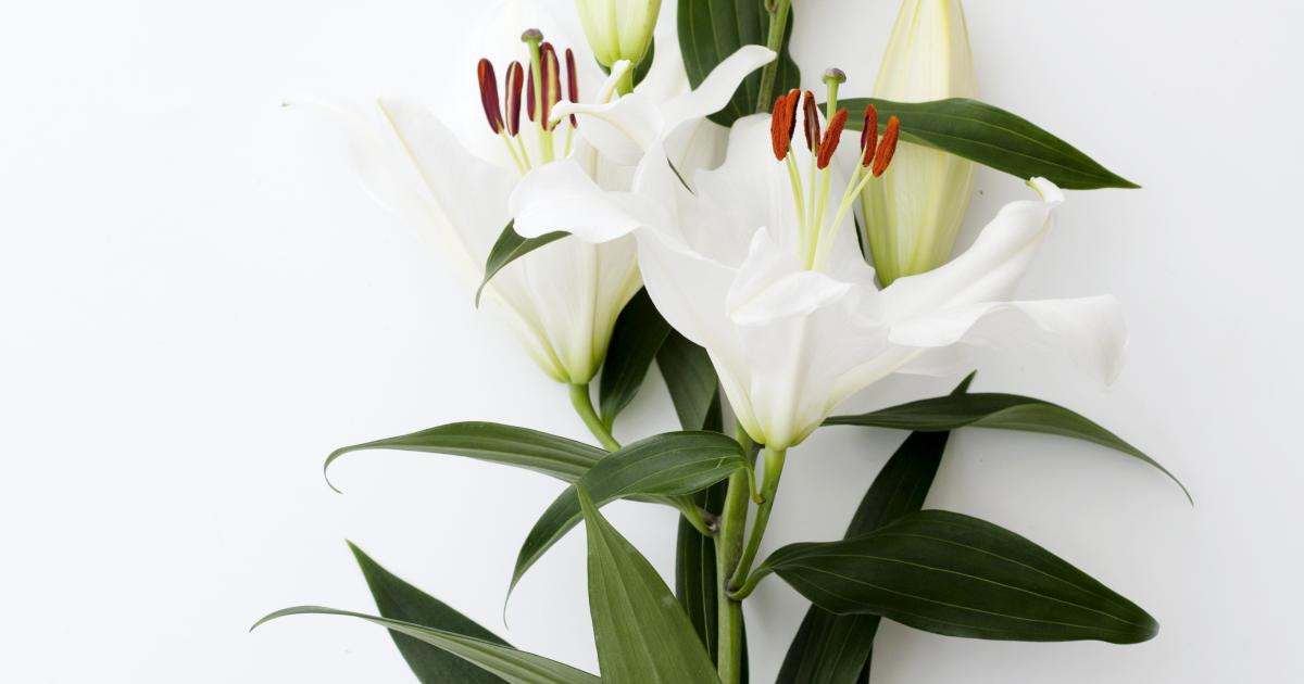 The lily: a remarkable flower bursting with symbolism | Funny How ...