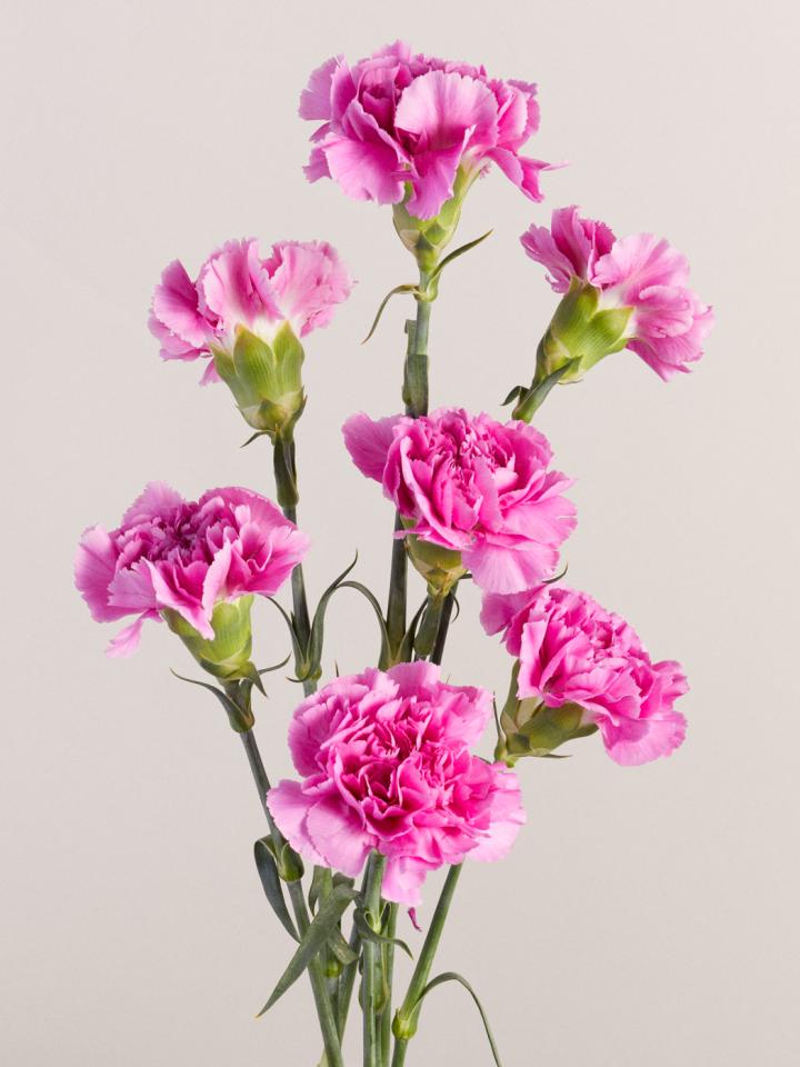 Carnations - Flowers - Featured Content - Lovingly