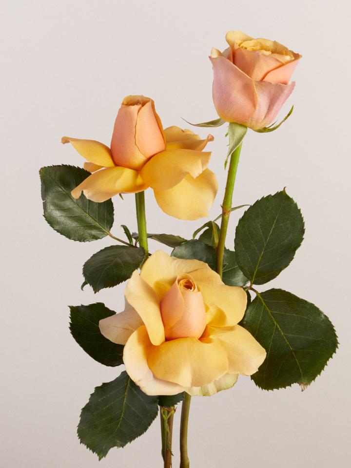 Rose, Care tips for roses, Rose meaning