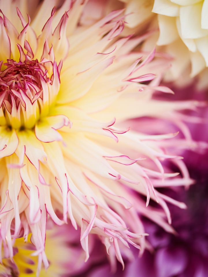 dahlia meerkleurig | cactusdahlia