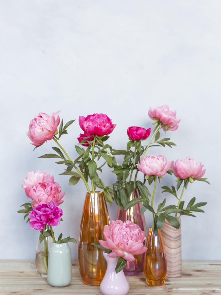 pioenroos in vaasjes | roze pioenroos