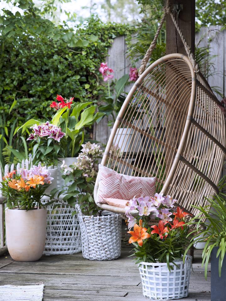 lelies in tuin | tuinplant lelie