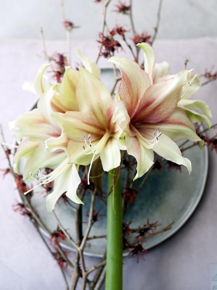 De ‘eenvoudige’ amaryllis De ‘eenvoudige’ amaryllis