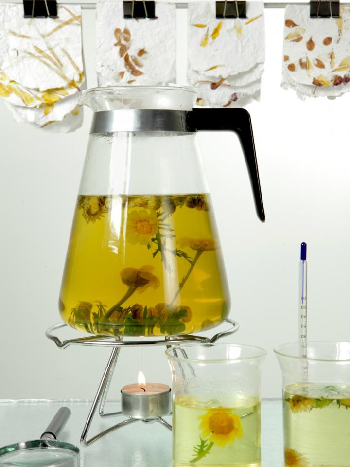Rezept: Tee aus Garland-Chrysanthemen Tollwasblumenmachen.de