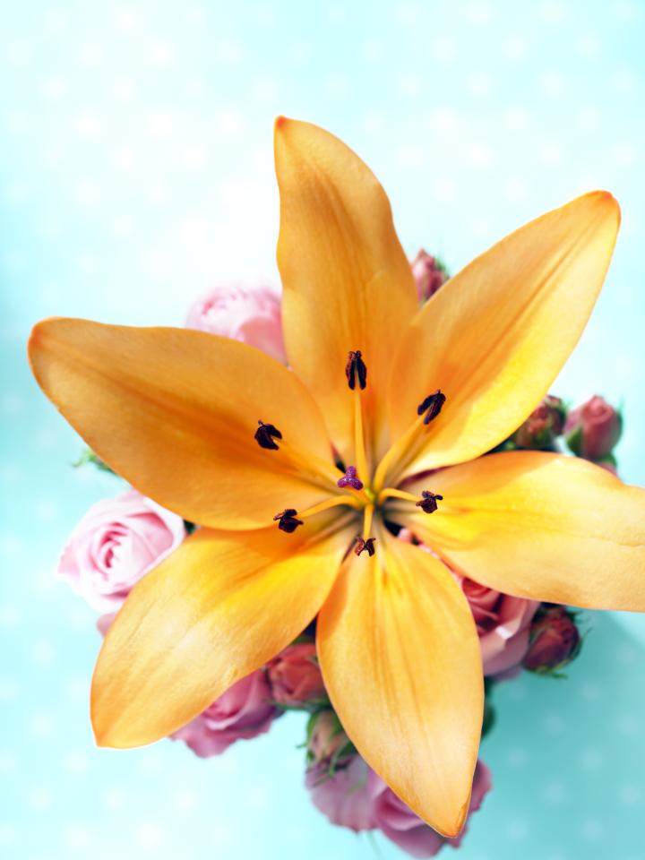 A beautiful lily on funnyhowflowersdothat.co.uk