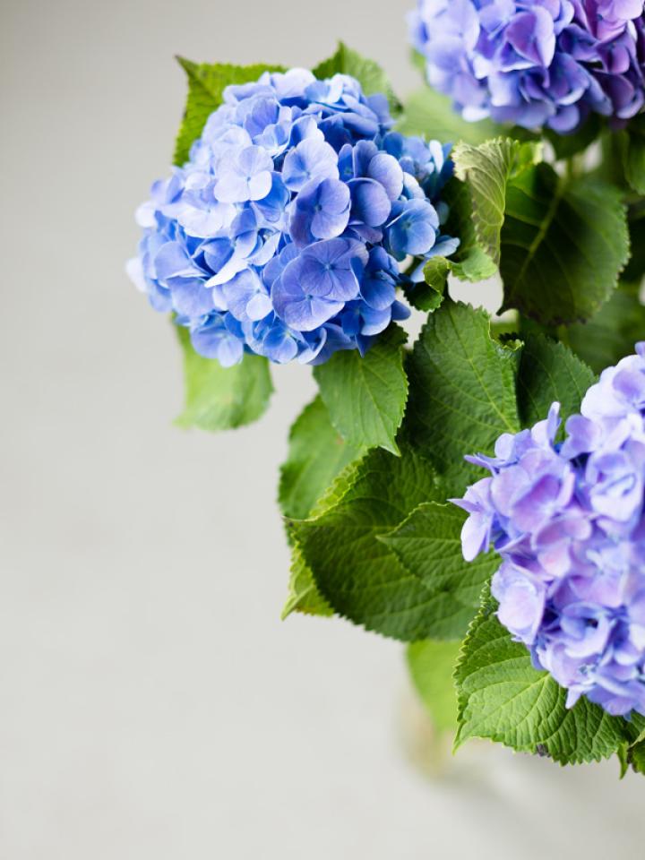 Hydrangea | Funny How Flowers Do That