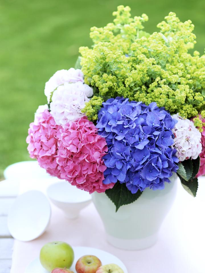 Top tips for Hydrangea Care on Funnyhowflowersdothat.co.uk