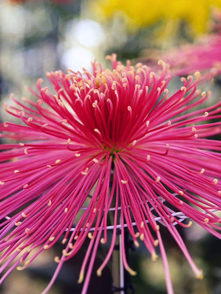 Fireworks Flowers 