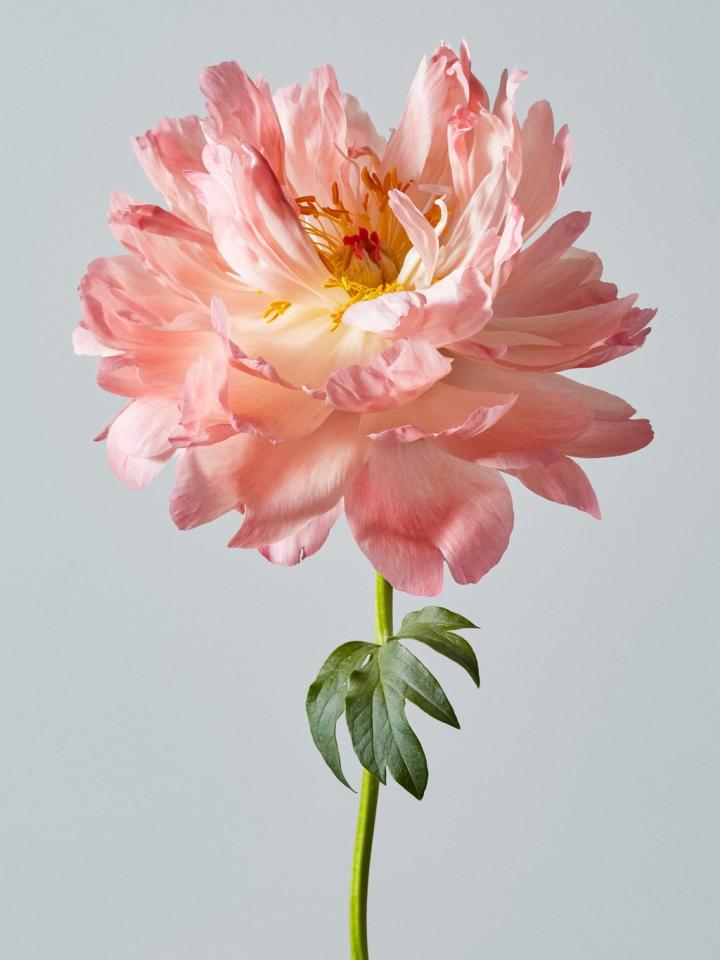 Peony | Funny How Flowers Do That
