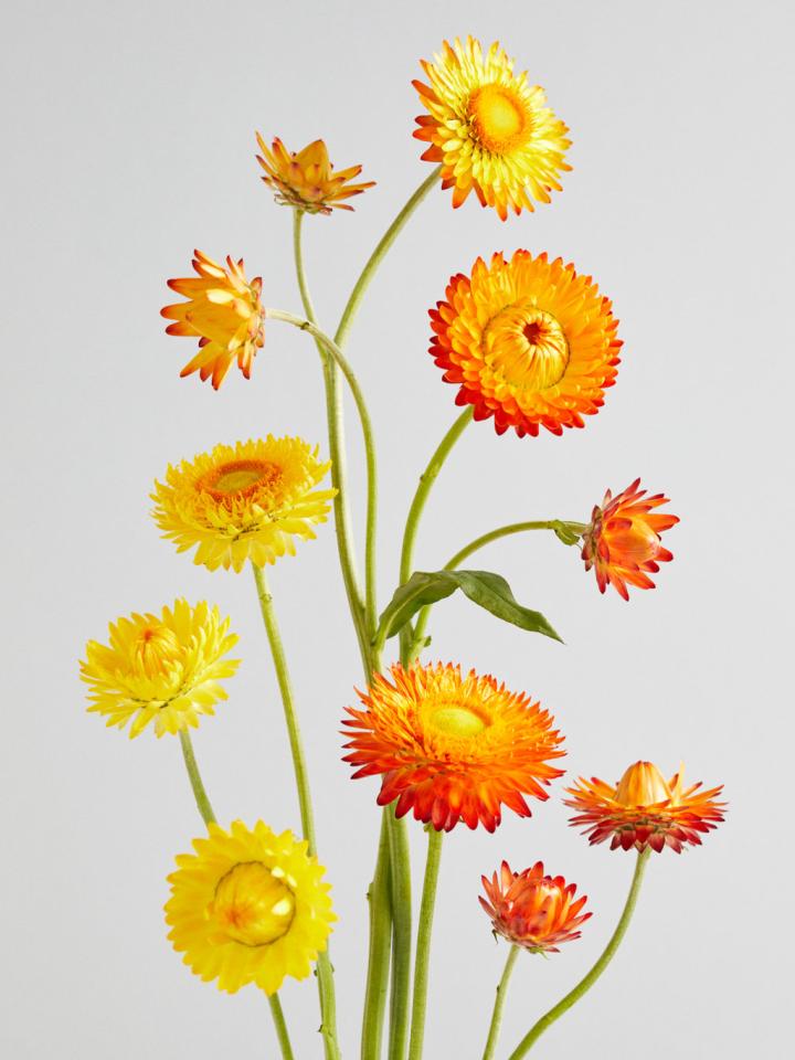Helichrysum Flowers Helichrysum Flowers