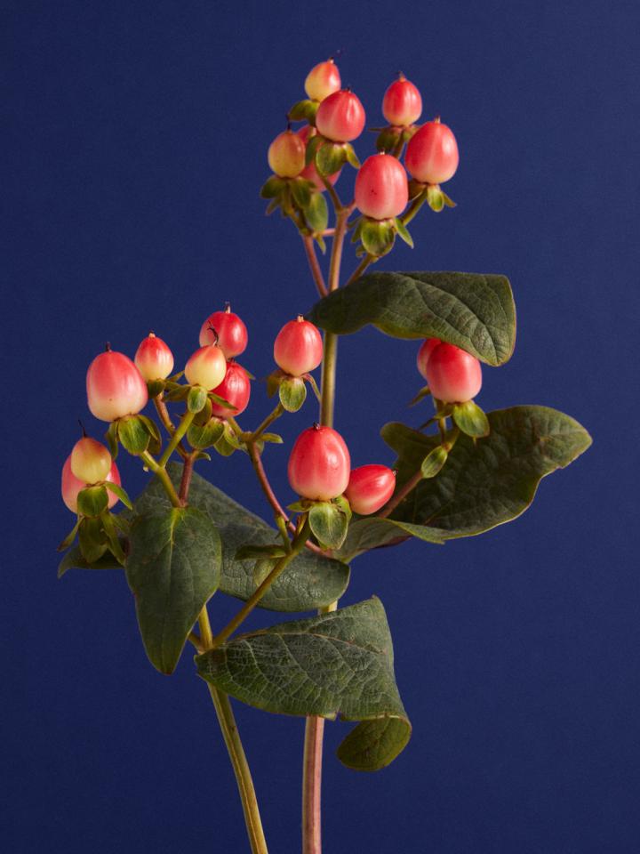 Hypericum shop