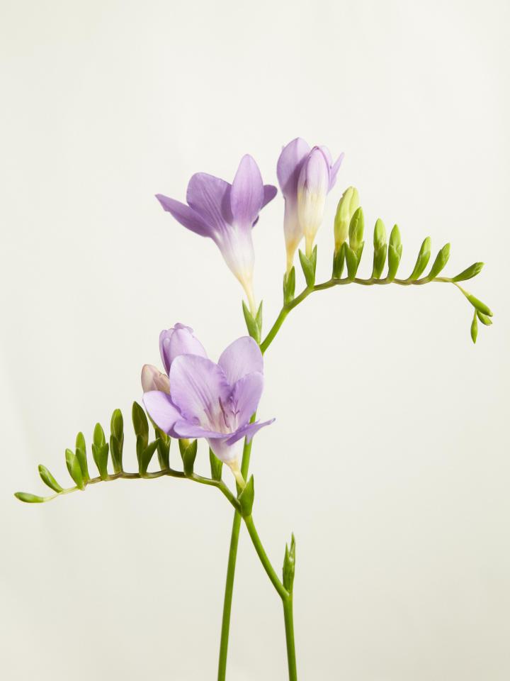Freesia flower on sale