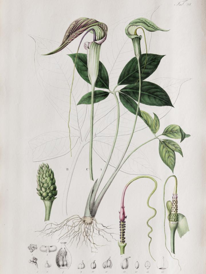 Botanische prints aan de muur Botanische prints aan de muur Mooiwatbloemendoen.nl