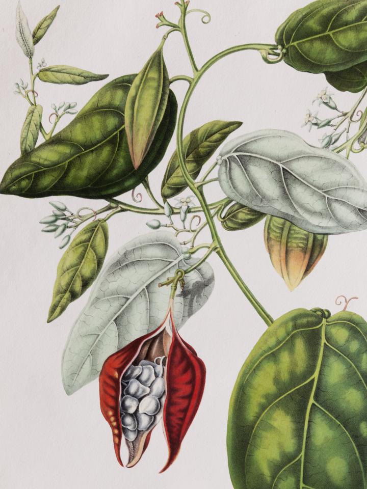 Botanische prints aan de muur Botanische prints aan de muur Mooiwatbloemendoen.nl