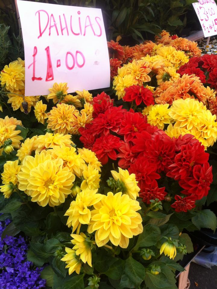 Colourful dahlias