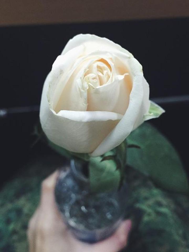 white rose