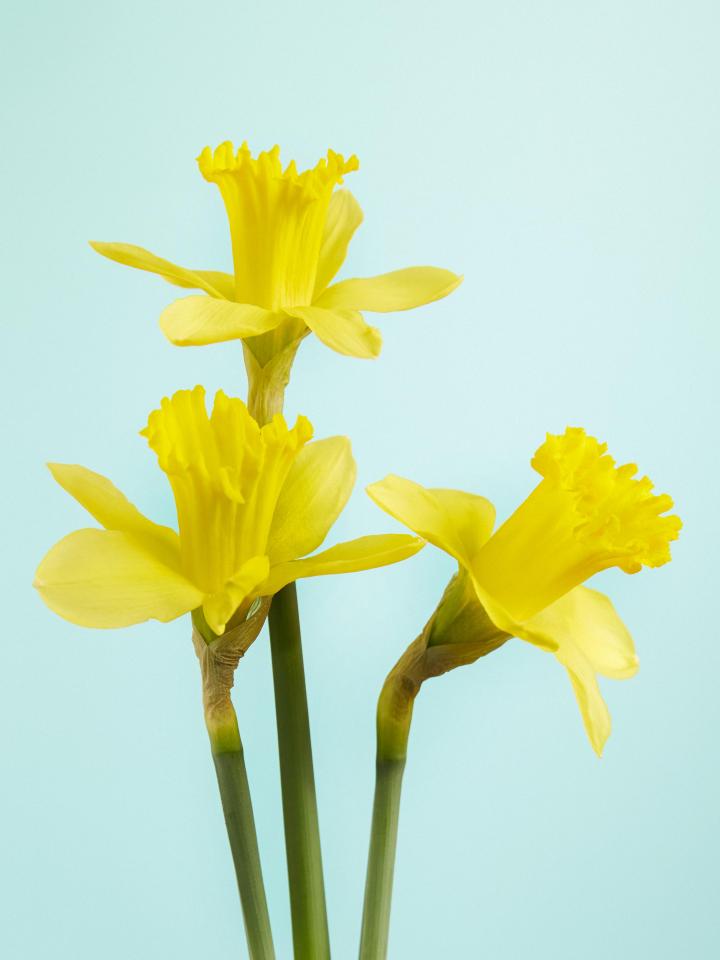 Daffodil Daffodil Flowers: