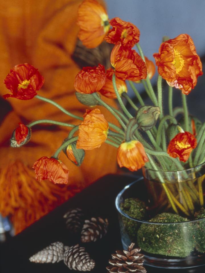 Poppies are popular in Brazil