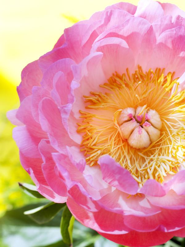 Oh, Lola! Het parfum met een hart van pioenrozen Oh, Lola! Het parfum met een hart van pioenrozen Mooiwatbloemendoen.nl