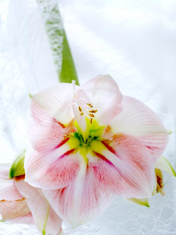 Amaryllis Flower