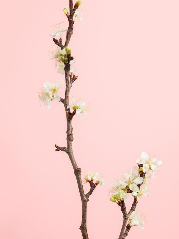 Flowers discount are blossom