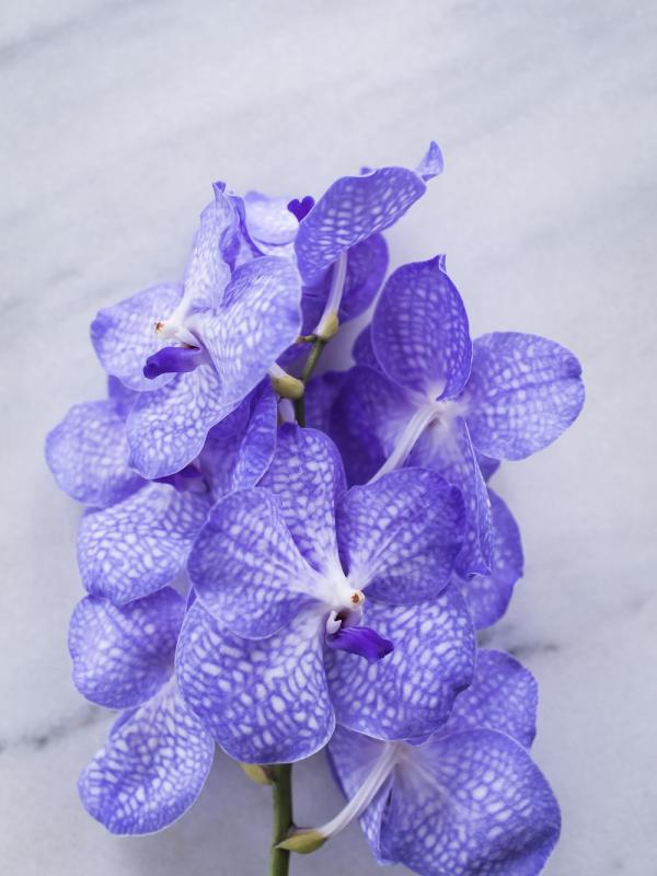 Vanda Mooiwatbloemendoen.nl