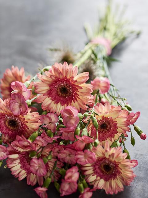 Gerbera