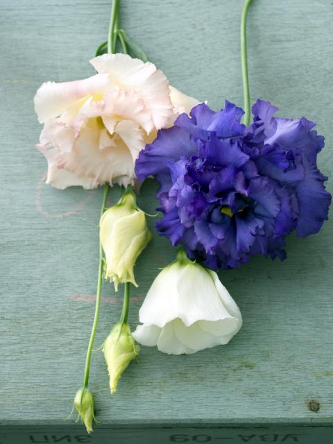 Sterke bloemen, voor sterke mama’s Moederdag Mooiwatbloemendoen.nl Sterke bloemen, voor sterke mama’s Moederdag Mooiwatbloemendoen.nl