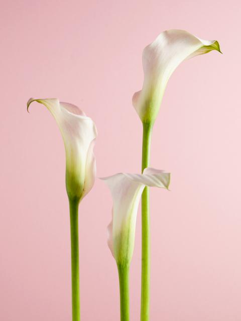 calla | aronskelkachtige | bloem moederdag | symboliek calla