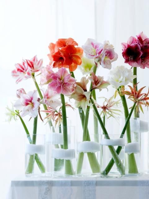 amaryllis amaryllis
