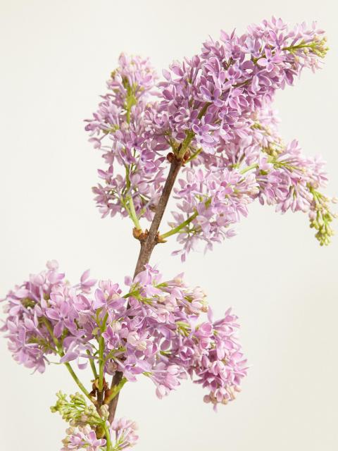 Typical winter flower lilac