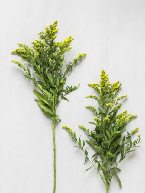 Solidago Mooiwatbloemendoen.nl